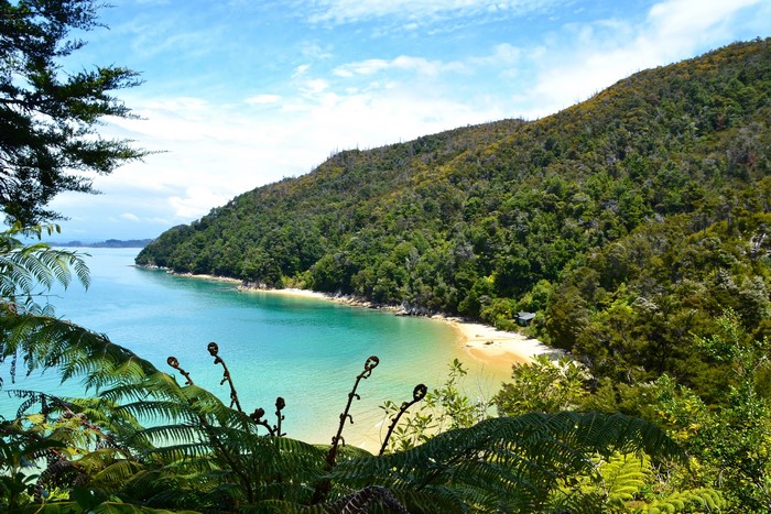 Coastal beach with lush green forest and turquoise water