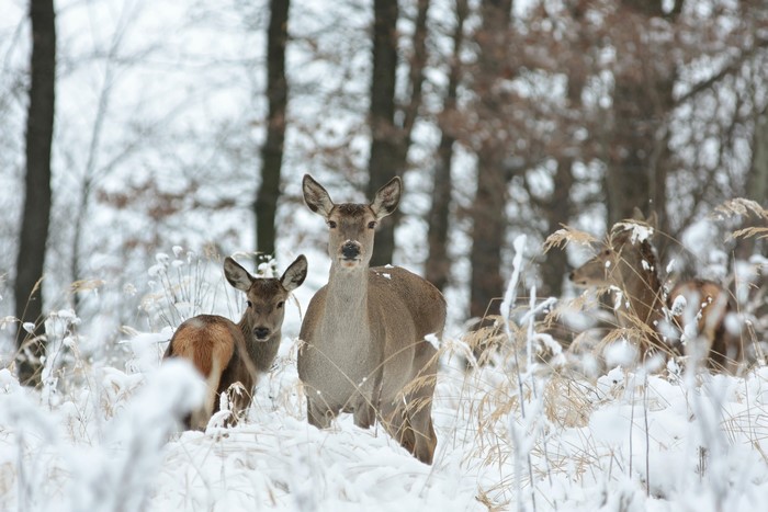 Deer in a Snowy Forest