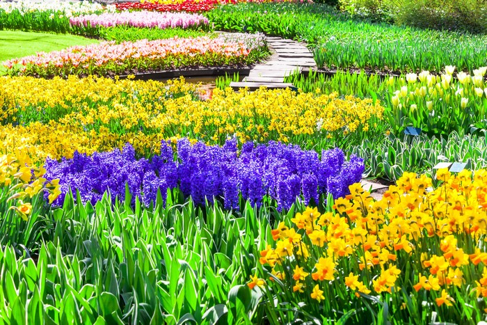 Keukenhof Gardens with Tulips, Daffodils, and Hyacinths
