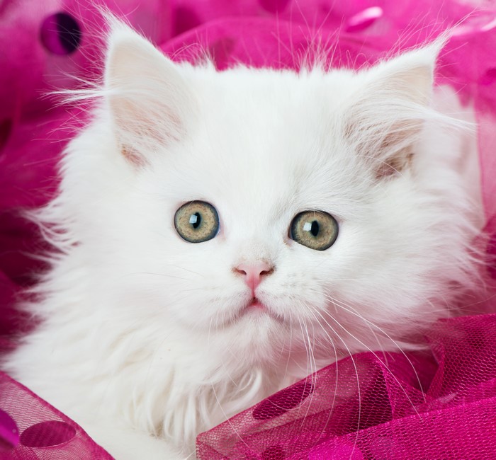 White kitten with green eyes on pink background