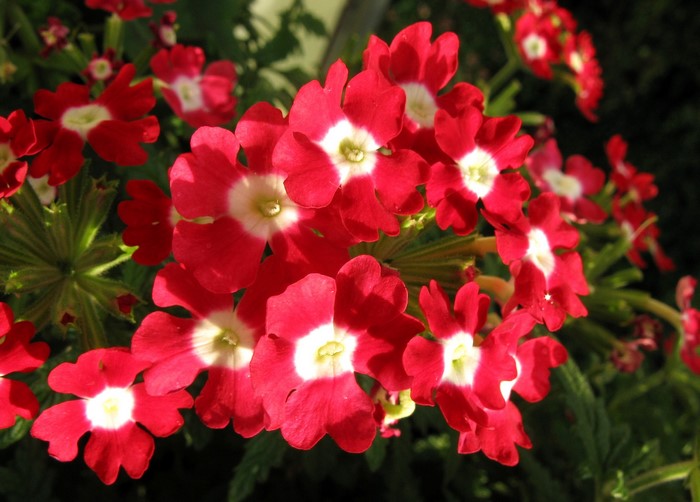 Red and white verbena flowers