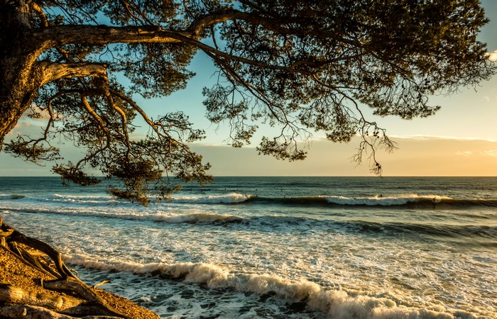 Waves crashing on the shore under a tree in Liouquet, France