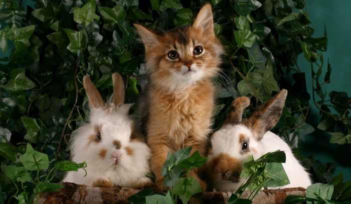 Kitten and two rabbits among ivy
