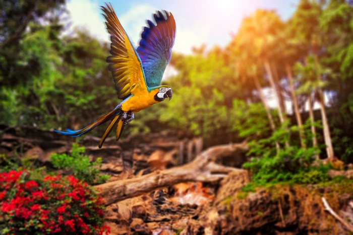 Blue-and-yellow Macaw flying in a jungle