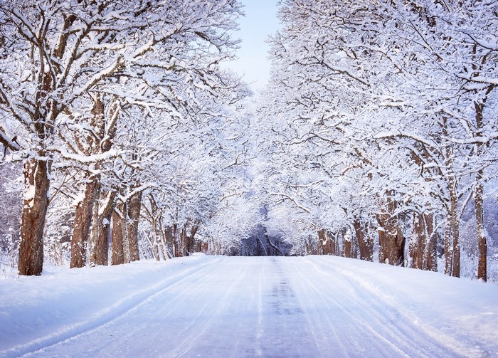 Road covered in snow with trees