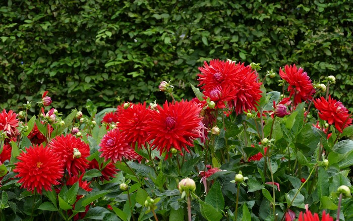 Red Dahlias in bloom with green foliage