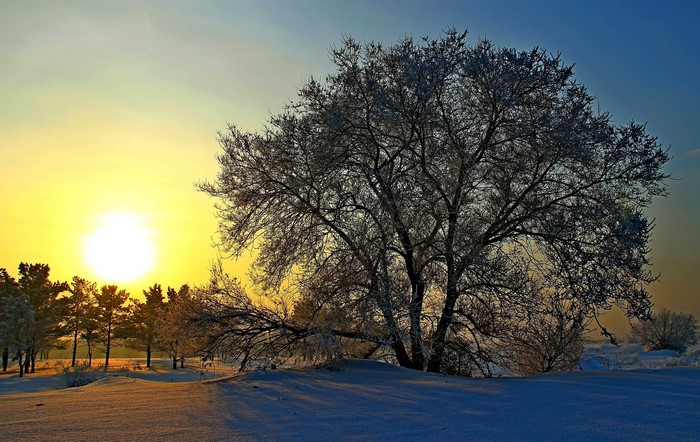 Winter sunrise over snow-covered landscape with trees