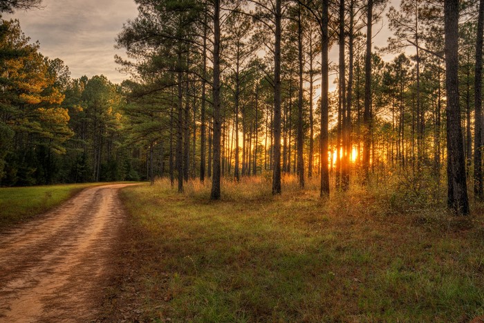 Dirt road through a pine forest at sunset