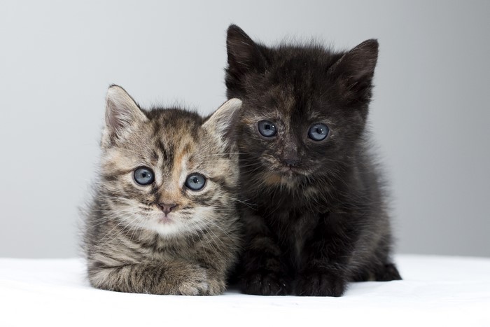 Two kittens looking forward