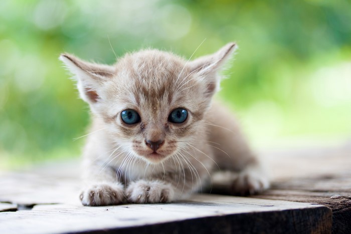 Kitten with blue eyes looking forward