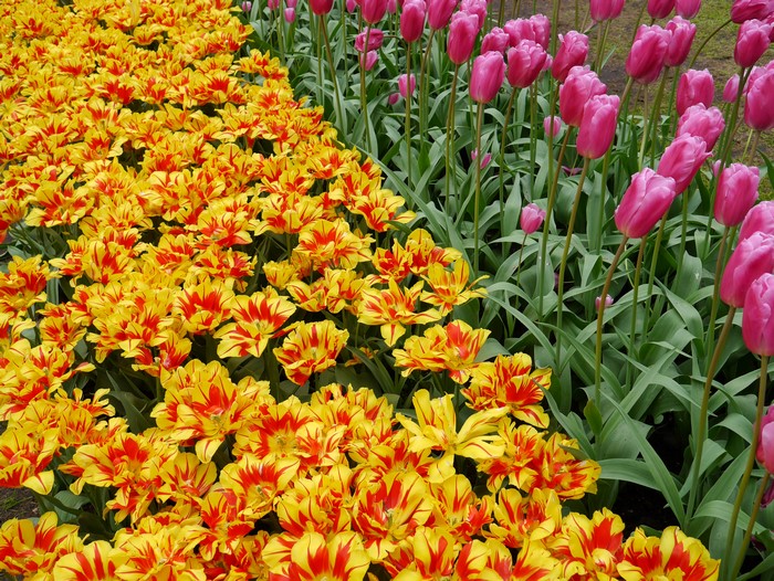 4K Tulips