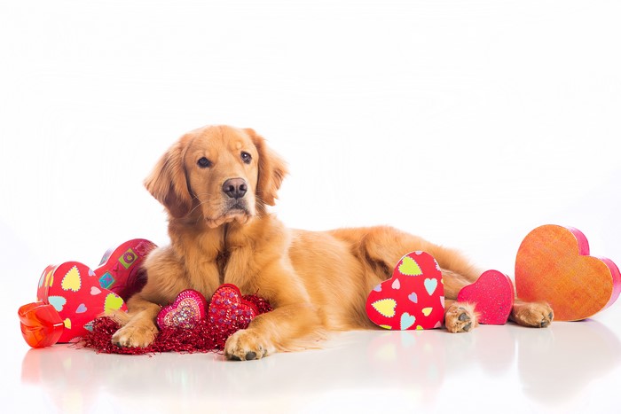 Golden Retriever Dog with Valentine's Day Hearts
