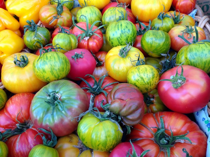 A close-up of many colorful heirloom tomatoes