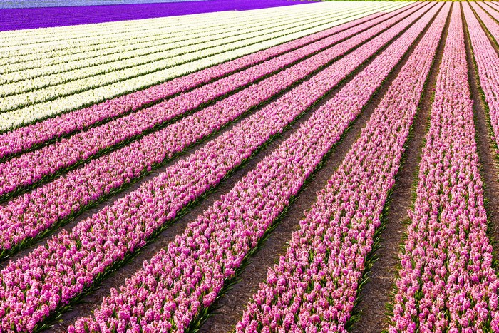 Fields of Hyacinths in Bloom