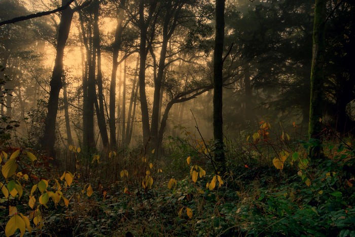 Forest with sunbeams and yellow leaves