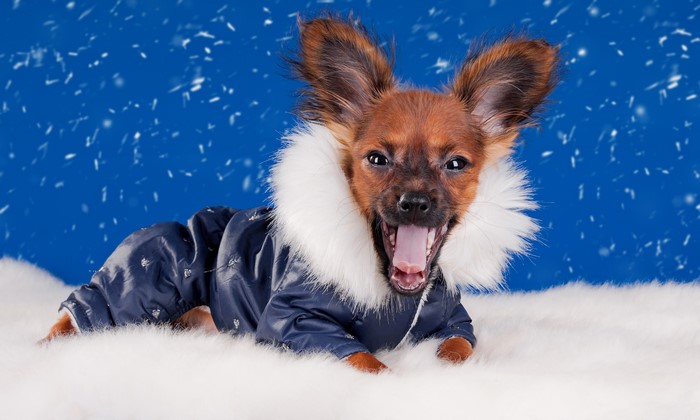 Chihuahua dog in winter coat with snow