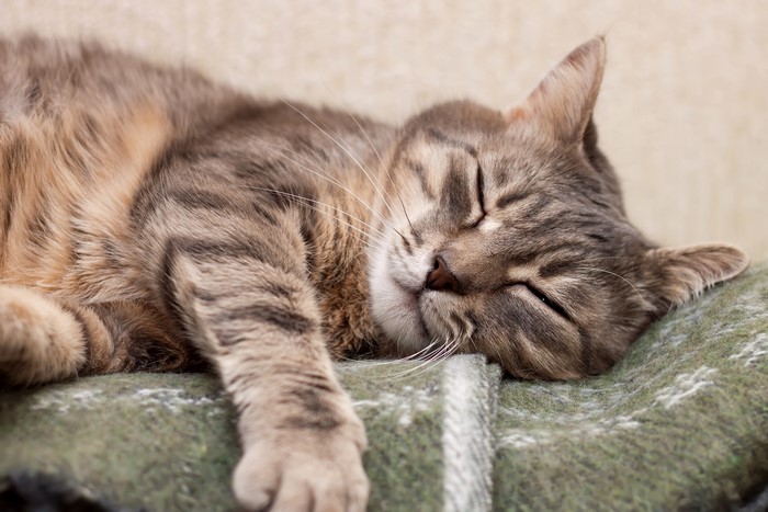 Tabby Cat Sleeping on a Blanket
