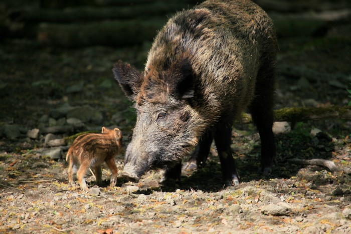 Wild Boar and Piglet in Forest