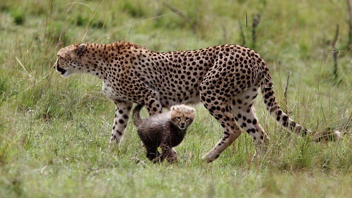 Mother cheetah and cub walking in grass