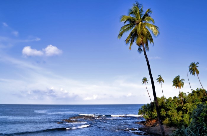 Palm trees on Corbyn's Cove beach, Port Blair, India