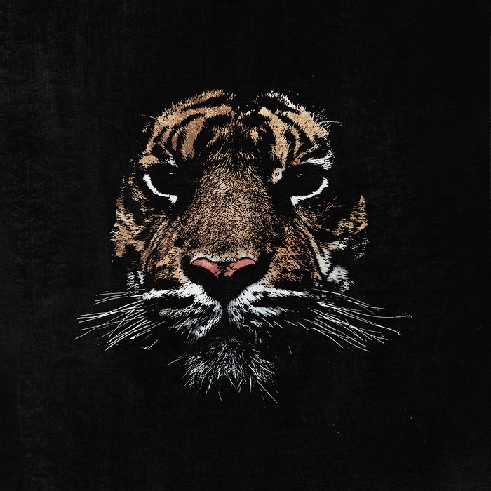 Tiger face with black background