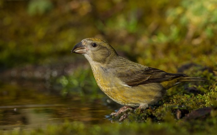 A bird with a distinctive beak by the water