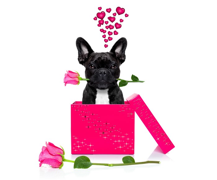 French Bulldog with Roses in a Gift Box