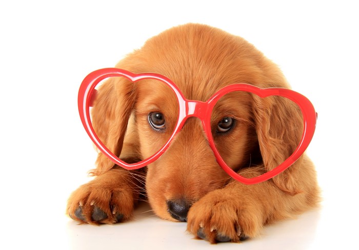 Golden Retriever puppy wearing heart glasses