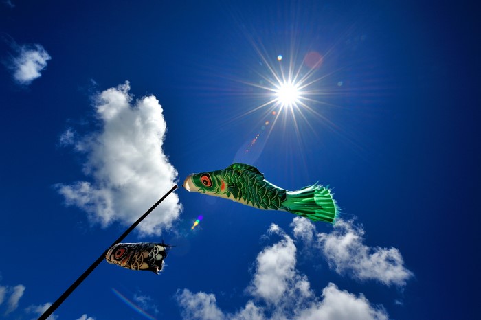 Koinobori carp streamers flying in the sunlit sky