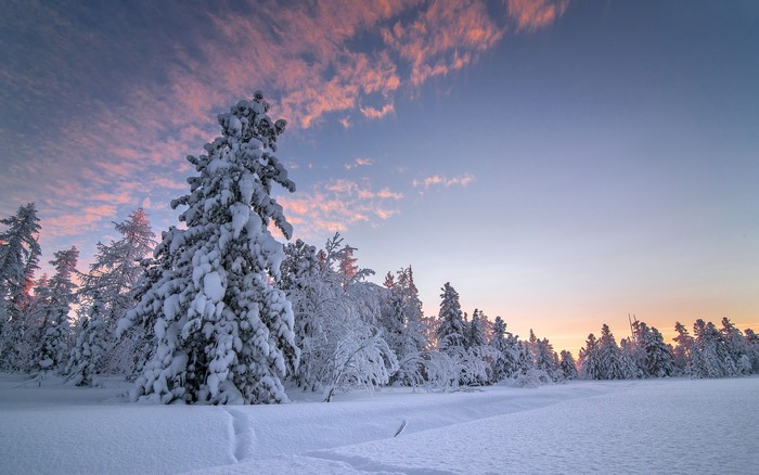 Snow-covered trees under a colorful winter sky