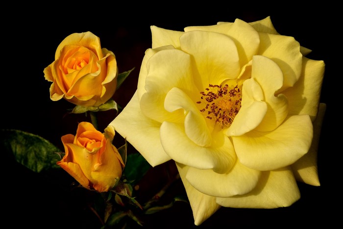 Yellow Roses Closeup