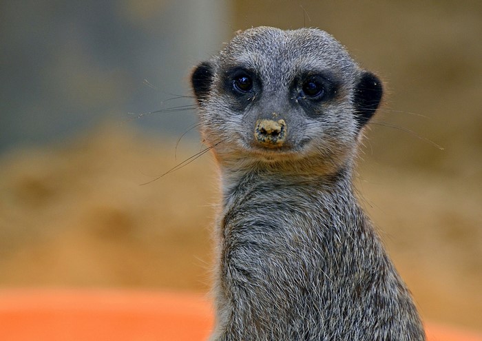 Meerkat closeup