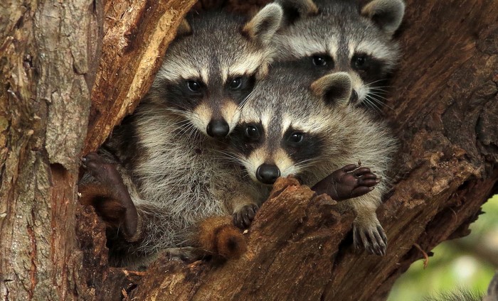 Three Raccoons Peeking from Tree Hollow