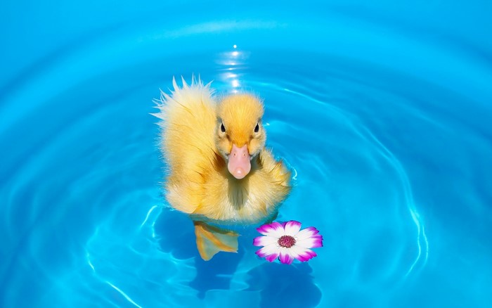 A yellow duckling swims in blue water with a flower