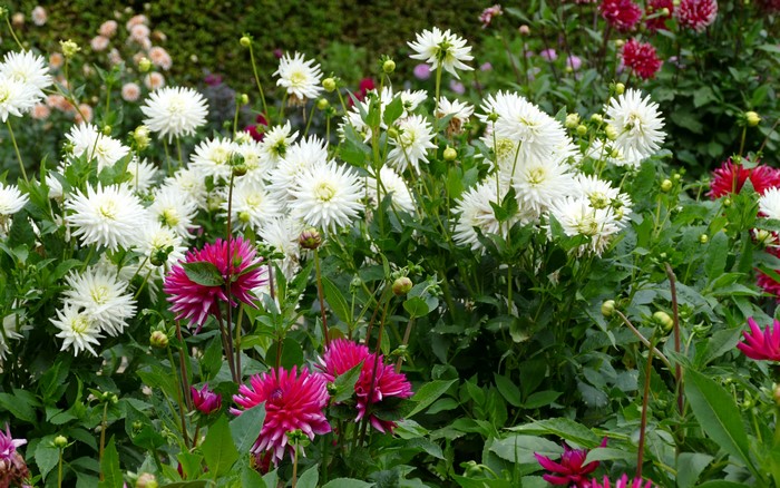 4K Dahlias in a Garden