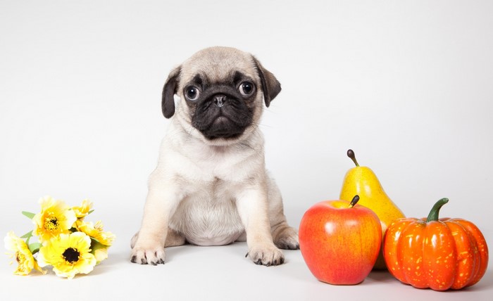 Pug puppy with autumn harvest decorations