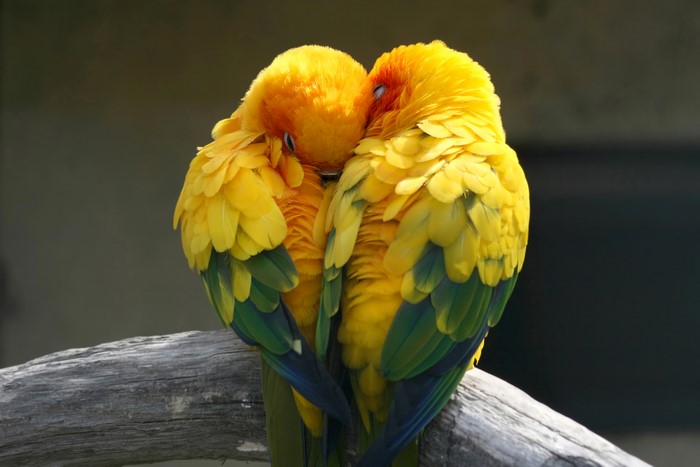 Two Sun Conure Parrots in Love