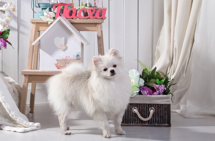 White Pomeranian dog in a decorative setting
