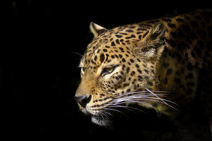 Close-up of a leopard's spotted face