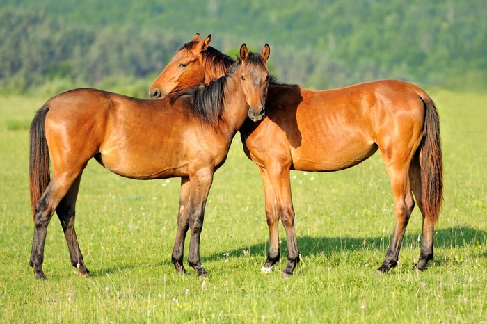 Two brown horses in a grassy field
