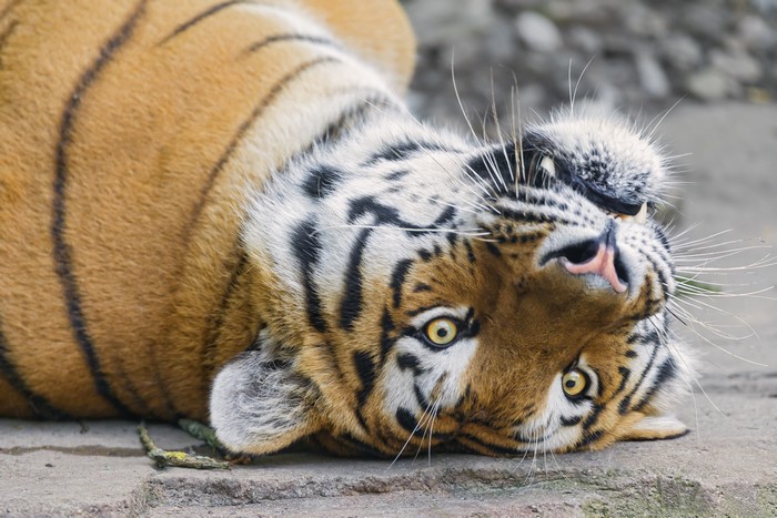 Tiger lying on its back