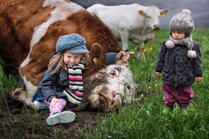 Two little girls with cows in a field