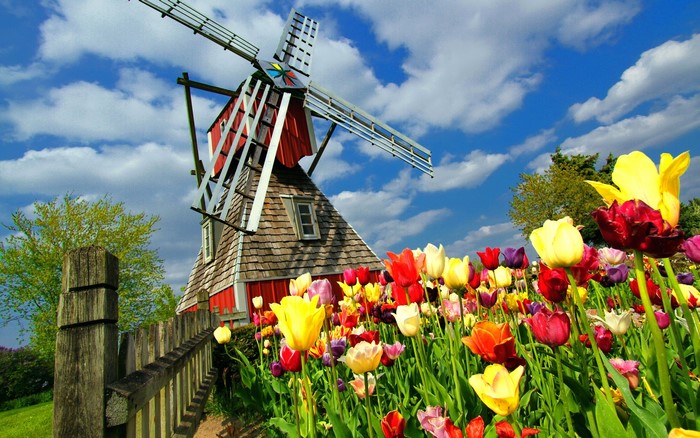 Tulips and a Dutch windmill under a blue sky