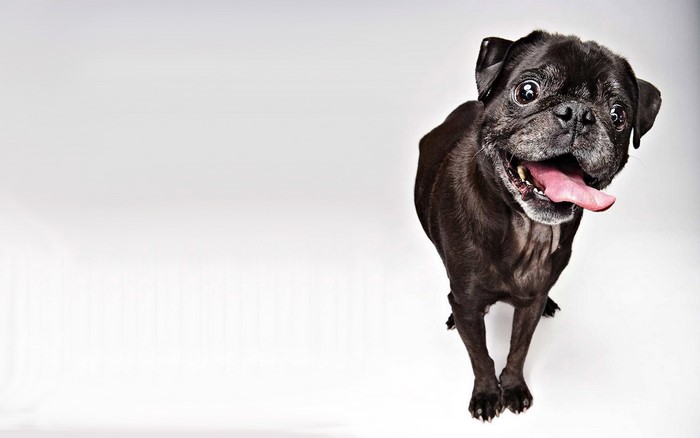 Black Pug dog with tongue out