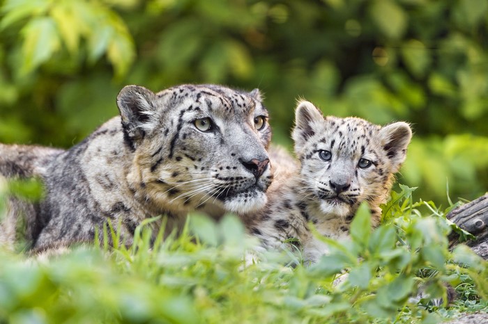 4K Snow Leopard Mother and Cub