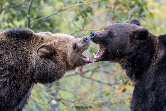 Two Brown Bears Roaring at Each Other