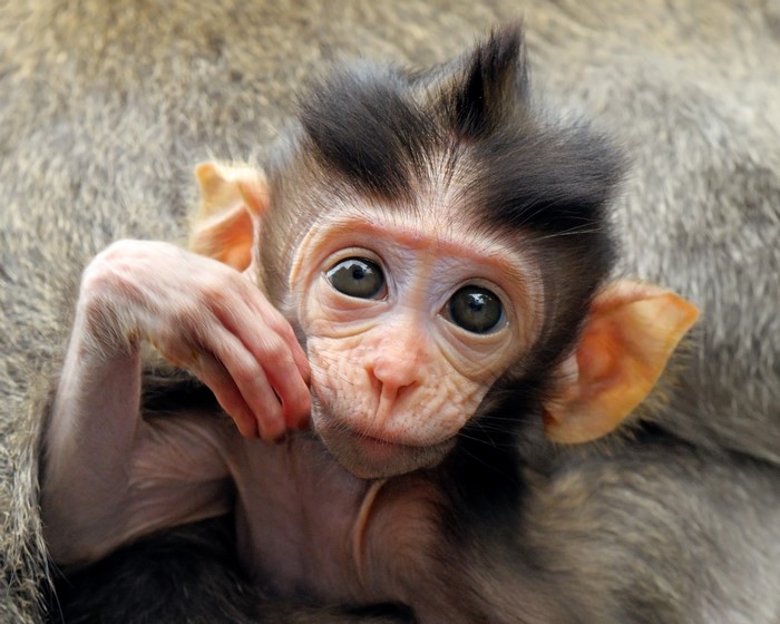 Close-up of a baby monkey with large eyes