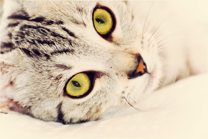 Close-up of a cat's face with green eyes