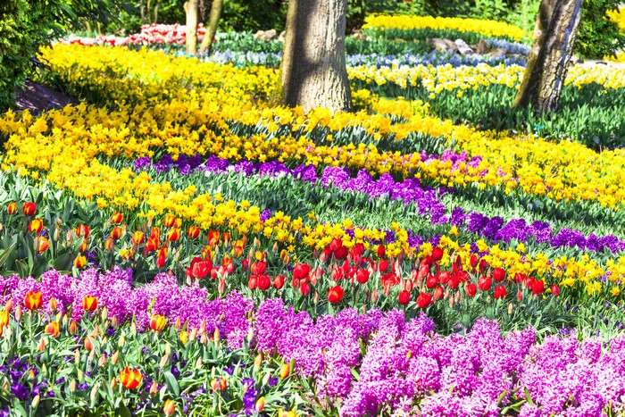 Keukenhof Gardens with Tulips, Hyacinths, and Daffodils in the Netherlands