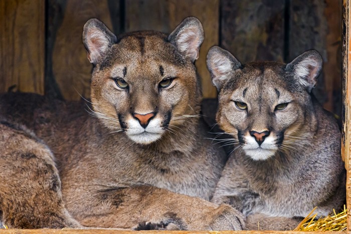 Two Pumas in a Wooden Enclosure